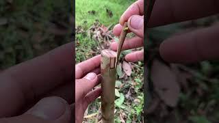 guava grafting method