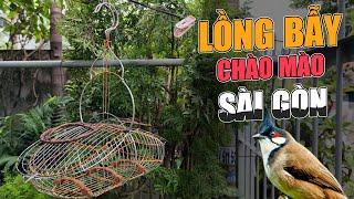 LỒNG BẪY CHIM CHÀO MÀO SÀI GÒN | Lồng bẫy Chim Chím Hiền