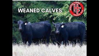 Weaned Calves - Simmental / Angus