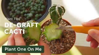 DE-GRAFTING CACTI Demo — Ep. 399