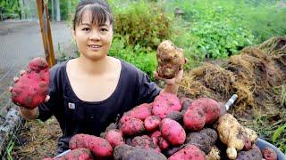 Harvest 22Kgs of Sour Fruit Garcinia Cowa Goes to market sell - Grow eggplant - New Free Bushcraft