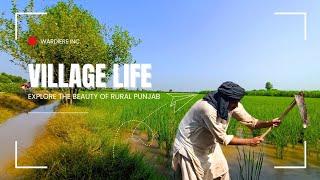 Village life vlog | Punjab Village | Daily Routine life of farmer | Rahim Yar Khan | Umar Abbas