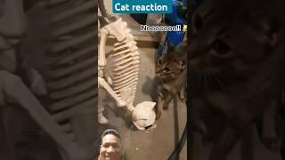 Top 5 Funniest Cat Moments That Will Make You Laugh