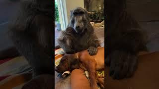 Mom Cindy the Baboon looking after Rigby the Puppy!  #baboon  #puppy  #farmlife  #cuteanimals