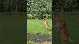Dog learns to catch a frisbee - #Shorts
