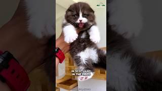 Scottish Fold | One Of The Exotic Cat Breed