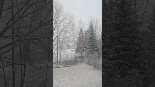 하얀 눈이 내리네 / White snow is falling down #short
