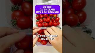 방울토마토, 그냥 간식 아니에요. 피부랑 눈까지 살려준다고요? #여름간식 #토마토효능
