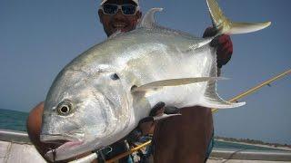 Carangue attaque de surface - Jack crevalle surface strike