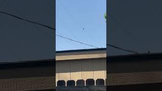 Trees Blowing in Wind Bird Hanging on By a Wire #trending #shorts #ytshorts
