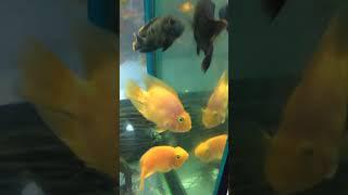 Best zoo market in Tbilisi