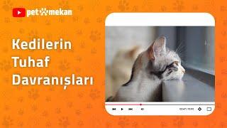 Kedilerin Anlam Veremediğimiz Tuhaf Davranışları!  #kedi #kedivideoları