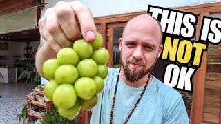 Our family have been eating poisonous grapes for over a year...