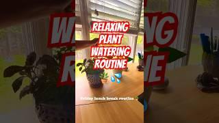 Peaceful Plant Watering | Relax & Unwind #waterplants #plants #plantlover #relaxing #soothing