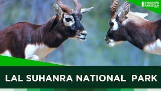 Discover Lal Suhanra National Park | Discover Pakistan TV