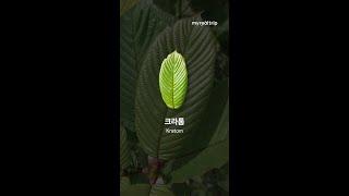 태국에서 대마초만 조심하다간 큰일 납니다.