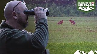 Shooting hares to control poachers