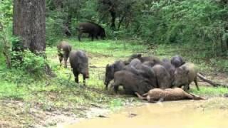 Wildboar feasting on a deer - Yala National Wildlife Reserve, Sri Lanka