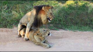 Twenty years of SELF-DRIVE SAFARI (English subtitles) in Kruger National Park
