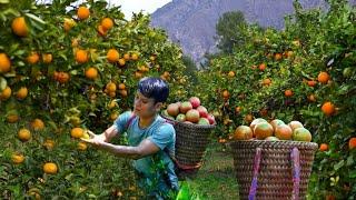 2 months alone off grid in forest - Harvest oranges to sell. making cabinets,...