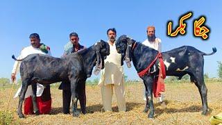 Original Black Amrtsari Goats Bread - Shah Muhammad Goats