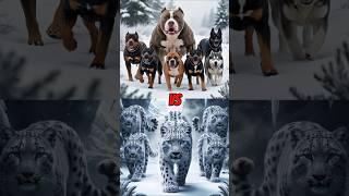 Top 10 strong giant dog of America Pit Bull vs ( Red Fox, Hyena, Bear, Leopard, Wolf ) #dog #animal