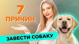 7 главных причин завести собаку