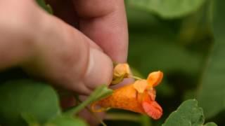 How To Identify Jewel Weed, Spotted Touch Me Not - Medicinal Plant Identification