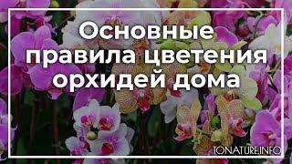 Основные правила цветения орхидей дома | toNature.Info