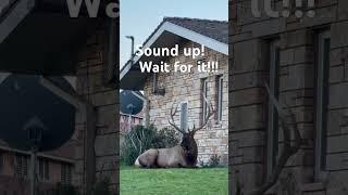 BULL ELK SOUNDS OFF DURING RUT IN YELLOWSTONE #shorts #yellowstone #wildlife