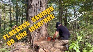 Sharp Saws and Flat Stumps!!! Textbook Tree Cutting!!!