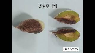 매실 주요 병해 및 방제, 매실 재배, 매화, 잘 알지 못했던 병해 사진