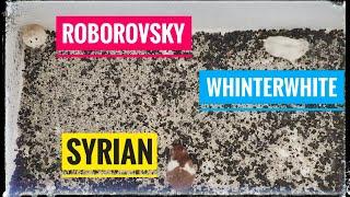 HAMSTER DIGABUNGIN BERBEDA JENIS JADI SATU APA BOLEH ??  || WHINTER WHITE || ROBOROVSKI || SYRIAN 