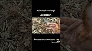 #франция #поисксметаллоискателем #клад #коп #metaldetecting