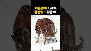 한반도엔 호랑이가있었고 아프리카는 사자를 믿었다
