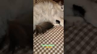 У них каждый день перрерыфффф... 