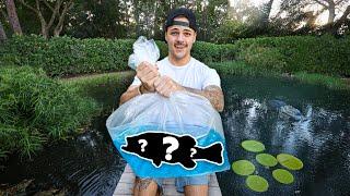 STOCKING My BackYard POND with MONSTER FISH!!