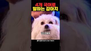 4개 국어로 노래하는 강아지
