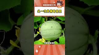 有肥胖紋的狠狠共情了#萬萬沒想到 #哈密瓜 #肥胖紋