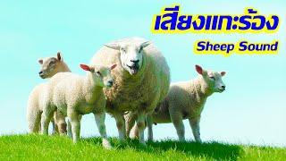 เสียงแกะร้อง เสียงแกะ | Sheep Sound