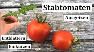 Tomaten anbauen Teil 7: Pflege & Erziehung von Stabtomaten I Ausgeizen - Einkürzen - Entblättern