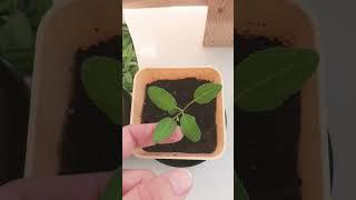 Шалфей дома. Вкусная добавка для чая #огородкруглыйгод #огороднаподоконнике