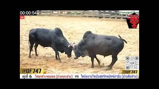 ไฮไลท์วัวชน สนามชนโคบ้านหนองบัวใหญ่ โคดุกด้างจอมพลVSโคนิลงามใจเย็นสุดรักพยัคฆ์นำชัย