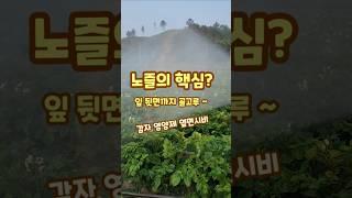 감자 영양제 옆면시비 아사바 노즐 회전하며 곱게 나가야 괴산젊은농부 #shorts