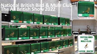 National British Bird & Mule Club - All British Show including Norwich Plainhead Club Show