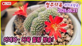 지금까지 몰랐던 라이브 방송 다육이 잘키우고 싶다면?  청다 라이브 방송 5월 21일