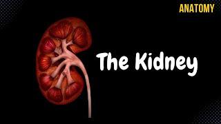 Kidneys (Functions, Structures, Coverings, Nephron)