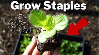 The CHEAPEST Garden Vegetables To Grow. ZERO inputs!