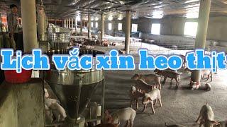Lịch vắc xin heo thịt, nông trại hoa kiều