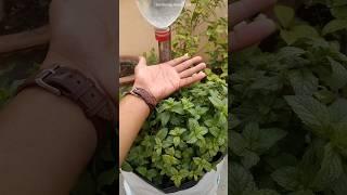 आसानी से Pudinakaise ugaye || how to grow mint at home #gardeningaasaanhai